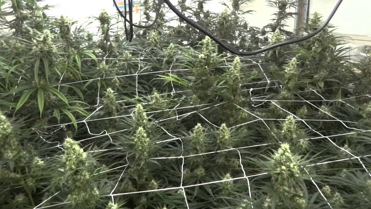 Site M - Blue Dream Cannabis Grow - Day 46 of Flower