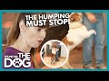 How To Stop A Dog From Humping