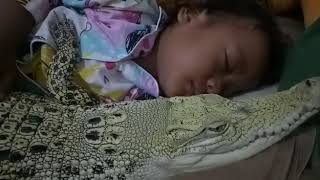 Little Girl From Tangerang Indonesia Enjoy Sleeping With A Crocodile screenshot 2