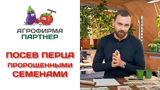 Посев перца пророщенными семенами