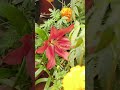 video చివరివరకు చూడండి #winterflowers #beautifulflowers #flowergarden #butterfly