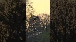 GIGI FLIES NORTH OVER THE ST. JOSEPH RIVER AT ST. PATRICK'S COUNTY PARK. APRIL 28, 2026•8:05 PM