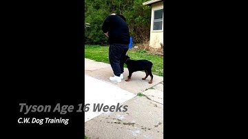 How to Teach Your Dog to Heel PART 2 (SHORT AND TO THE POINT)