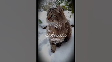 قرأن # سورة الإنسان # بصوت الشيخ محمد اللحيدان # استمع وارح قلبك  🤍