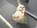 好きな経理の女性がいないので、不安がる犬