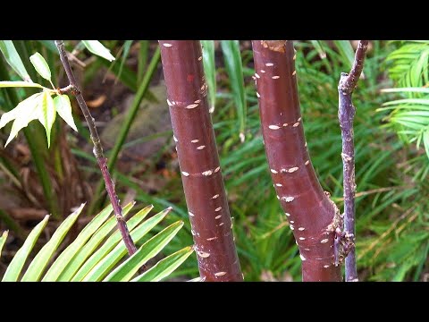 Видео: Та prunus serrula-г тайрч чадах уу?