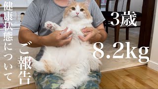 8.2kg！ノルウェージャン3歳の健康状態についてご報告 by もふもふ猫のテディ 3,254 views 9 months ago 5 minutes, 29 seconds