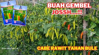 Cabe rawit tidar buah lebat dan besar tahan virus