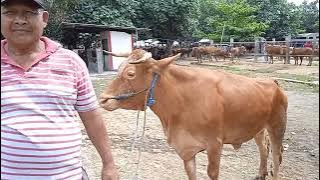 BOSS, dari KRIAN SIDOARJO, borong sapi, ada 5 truk, di pasar DIMORO, BLITAR,