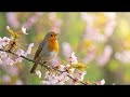 Peaceful Morning Bird Sounds for Anxiety Relief | 12 Hour Forest Birds &amp; Nature Meditation