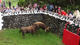 Touros RB - Enjaular Altares - Caging The Bulls To Altares - Terceira Island