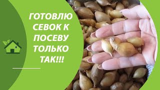 ПОСАДКА ЛУКА СЕВКА ВЕСНОЙ /// КОГДА и КАК ПРАВИЛЬНО ПОДГОТОВИТЬ перед посадкой