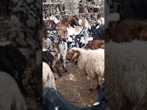 لقد بدا الأمر وكأنه مهرجان الماعز
