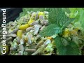 Flat Belly Burner Salad Recipe