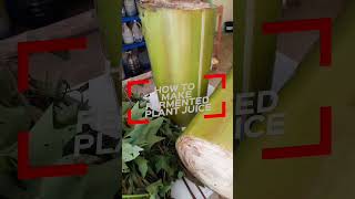 How to make Fermented Plant Juice || Organic Concoction and extracts@TitserRosing