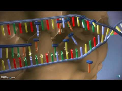 Video: Wat is die naam van die ensiem wat die sintese van die mRNA-streng kataliseer?
