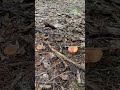 Hongos de monte en temporada de lluvias en abundancia.