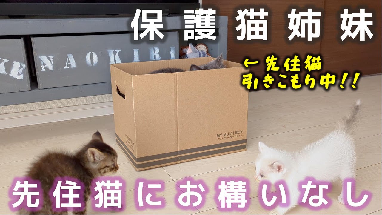保護猫姉妹を見守りたいだけの先住猫と遊んでほしい保護猫姉妹