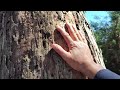 Tasmanian bluegum 4k