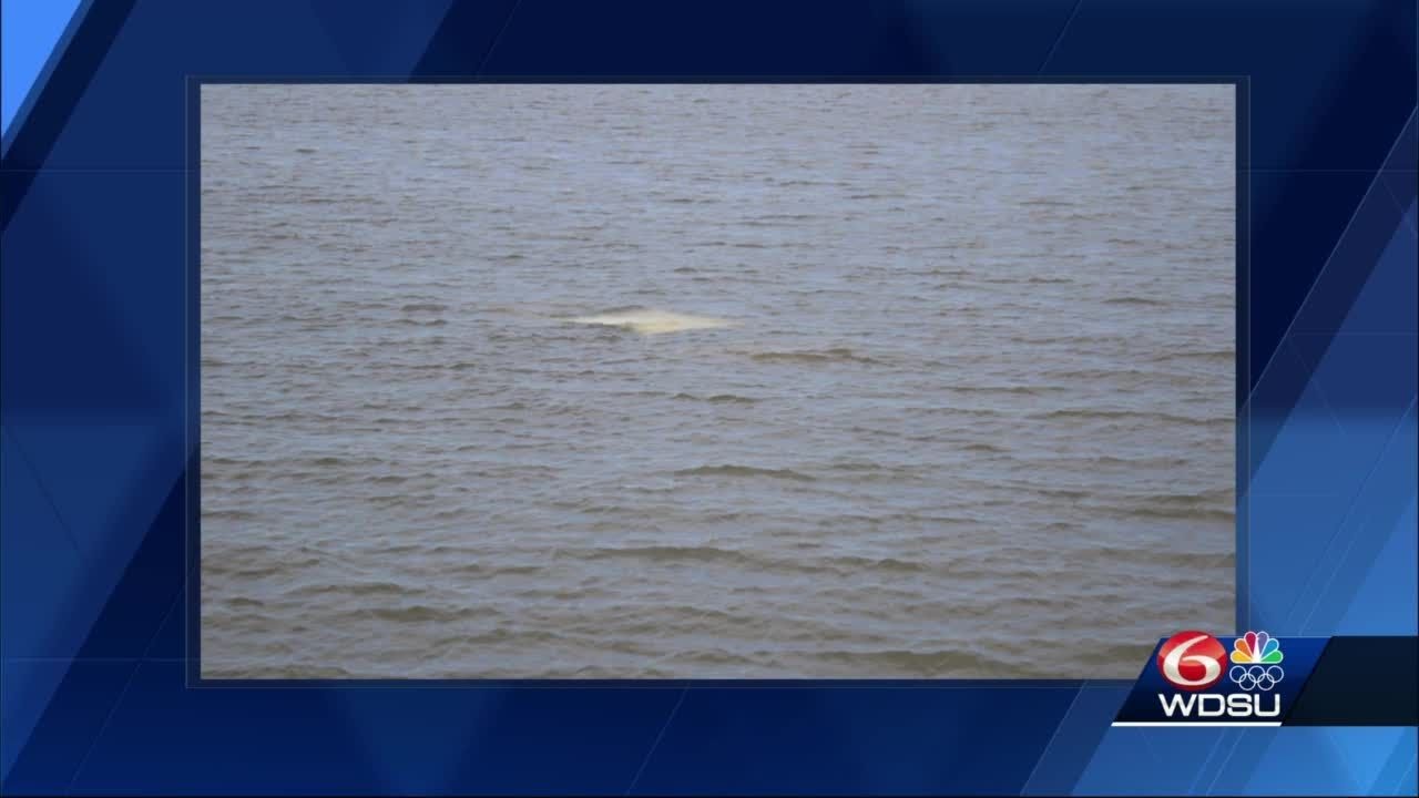 Driver rescued after vehicle plunges into lake in New Orleans - YouTube
