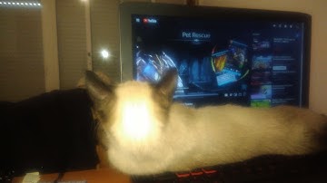 Siamese kitten wants pets but then mouse cursor moves! #funny #cute