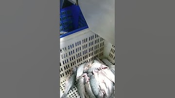 Multi-stage weight sorting machine for fish