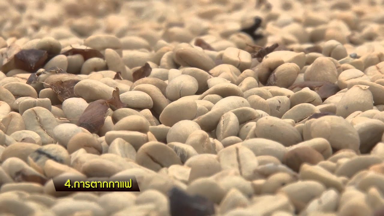 สกู๊ปจากรายการเป็นเงินเป็นทอง ตอน กระบวนการผลิตเมล็ดกาแฟ | การ ผลิต เมล็ด กาแฟข้อมูลที่เกี่ยวข้องล่าสุดทั้งหมด