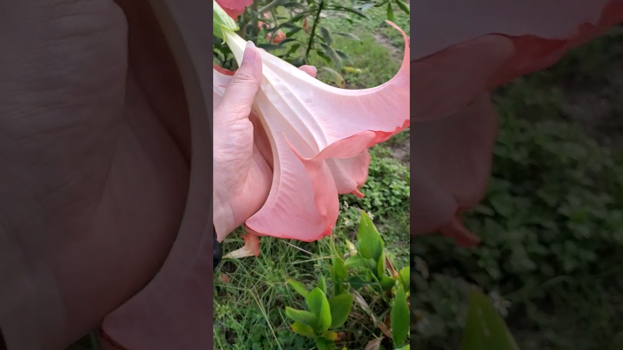What is This? "Angel's Trumpet" FataL Flower