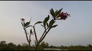 assalamualaikum bapak 🤍