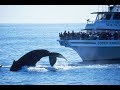 Whale Watching - A Complete Trip (With Helpful Tips) - Boston, Gloucester, Plymouth and ProvinceTown