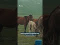 Чатыр-Көл: Бир күндө төрт мезгилди көрөбүз
