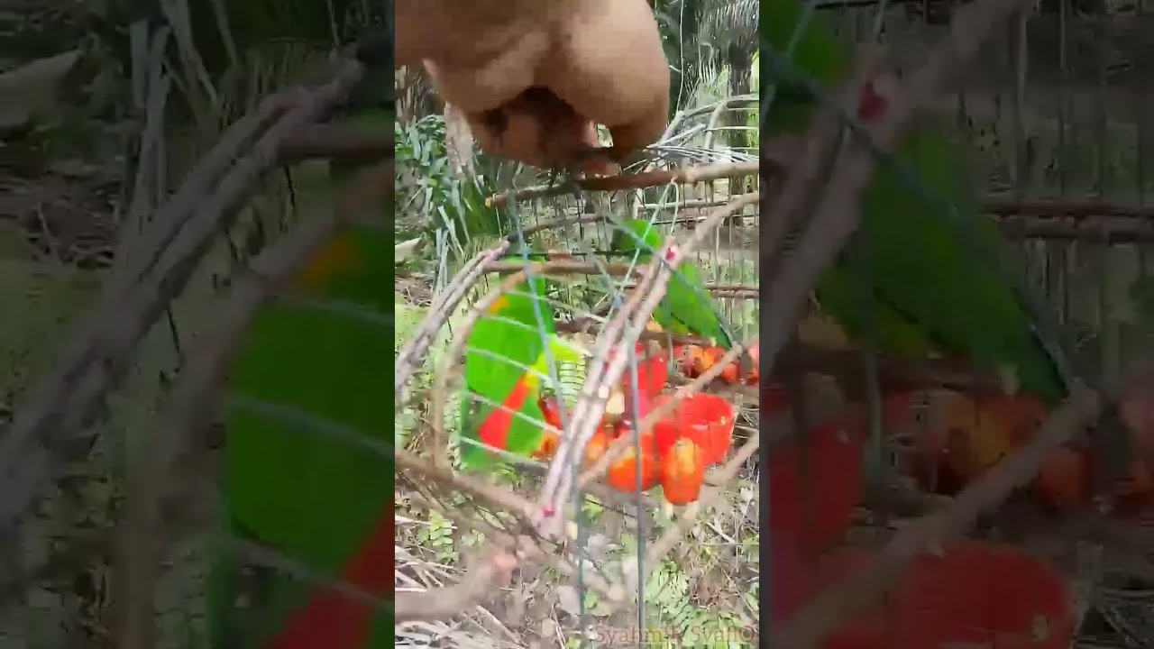 Denak Pemikat Burung Serindit Dada Merah Hasil Memikat Serindit Dada