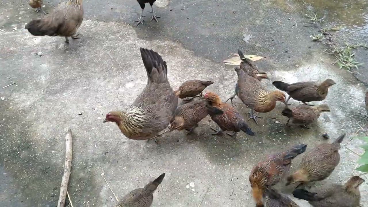 Trại gà rừng tây bắc ,bán gà giá rẻ