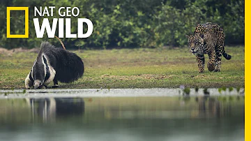Jaguar and Giant Anteater Standoff Ends With a Twist | Nat Geo Wild