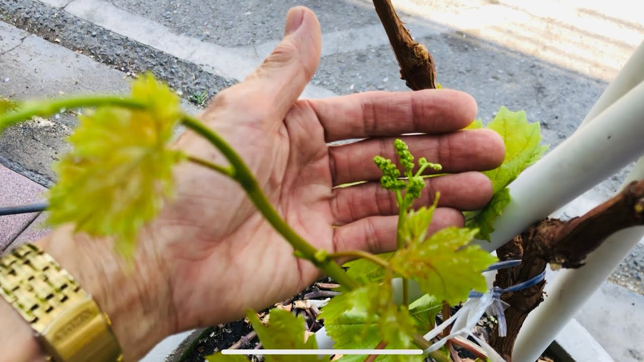 ทำให้ดอกองุ่นยืดช่อโตเร็วสำหรับมือใหม่