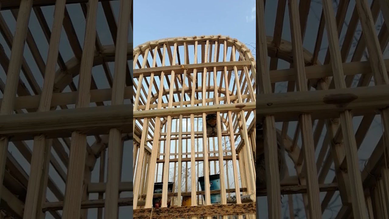 اقوه طياريات بلبل وحشي لفتح البلابل الوحشية مجرب