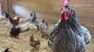 SPCA rescues 50+ animals from Springville Farm