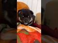 【豆柴犬】ベッドの上をヨチヨチ歩いてて可愛い💕😍