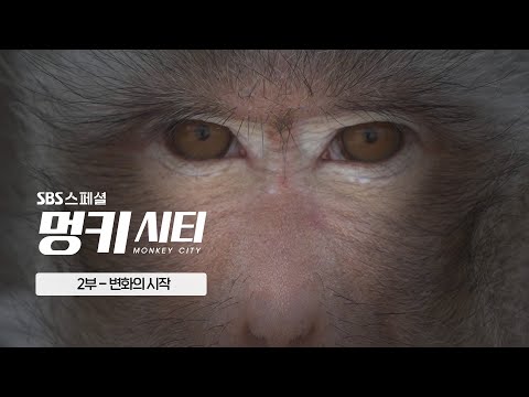 &rsquo;원숭이판 신세계&rsquo; 도시 원숭이들의 집단 패싸움! | SBS 스페셜 [N] [멍키시티 EP.02]