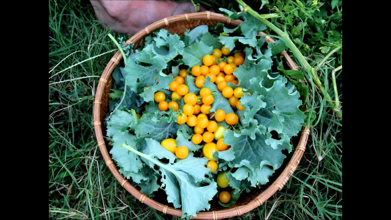 Kids eating candy, good or bad? - YouTube