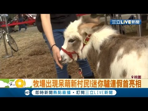 好玩又好怕...抗疫情期間228連假牧場湧人潮 楊梅牧場"迷你驢"亮相！｜記者 張珈瑄 唐薏程｜【玩樂freestyle】20200228｜三立新聞台
