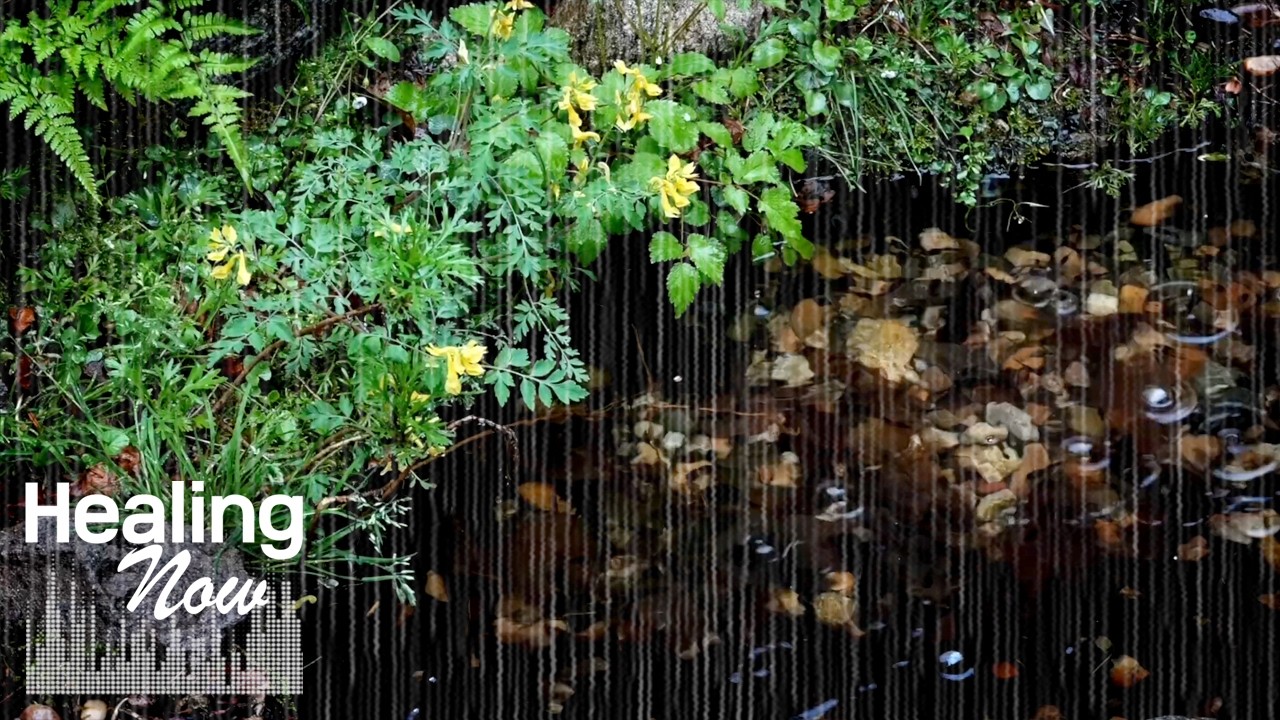 Освежающий шепот дождя весной — естественный белый шум для концентрации, учебы и глубокого сна.