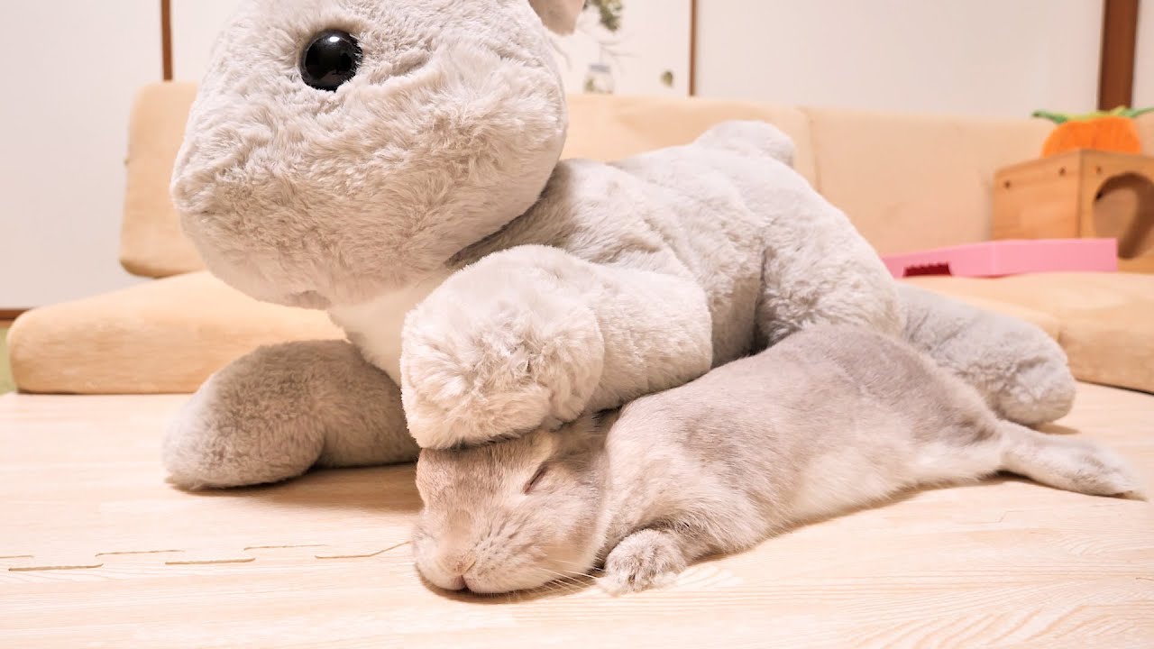 あまりにも自分そっくりなぬいぐるみを昔のお母さんだと思い込んで