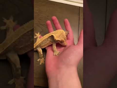 Video: ¿De dónde vienen los geckos crestados?
