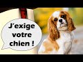 Parents roi du monde   donnez moi votre chien maintenant 