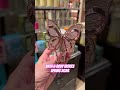 Bath &amp; Body Works Spring Butterfly Wallflowers Plug #bathandbodyworks #spring #butterfly #pink