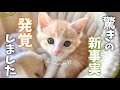 思わず腰を抜かしたビックリ新事実…発表します‼️ 【保護猫活動】