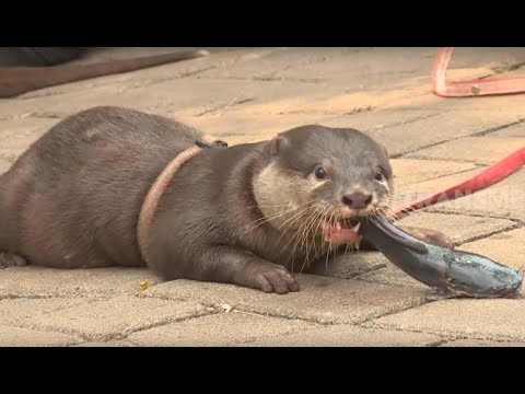 Ngumpul Bareng Komunitas Otter | TAU GAK SIH (20/11/19)