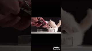 Funny Videos From TikTok №330