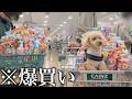 冬のボーナスでカインズ爆買いしたら、愛犬の様子がおかしい…